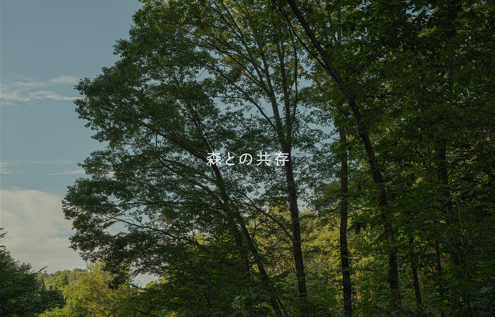カリモク60 カリモク60